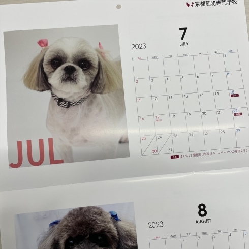 見開きカレンダーで見やすい！「できました！京都動物 モデル犬カレンダー 2023」