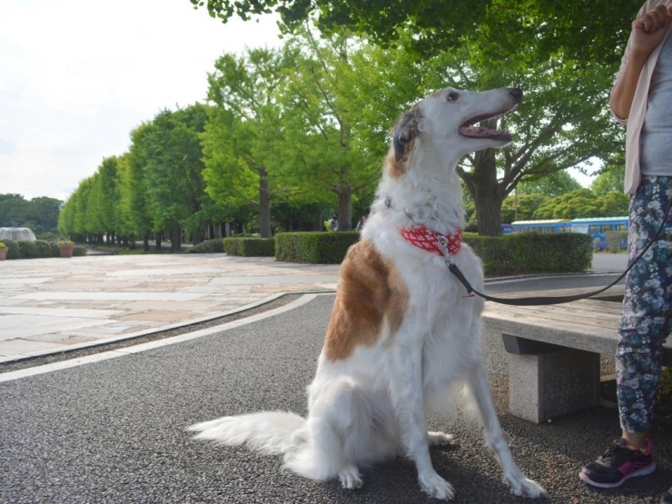 移動中に出会ったボルゾイのジェイくん。凛々しいです☆