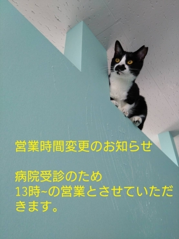 「営業時間変更のお知らせ【保護猫カフェ・保護猫・猫カフェ】」