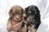 ミニチュアダックスの子犬チョコタンオスとブラックイエローメス、生後