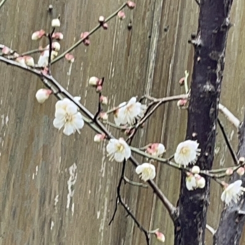 「寿樹の庭の梅の木が咲き始めました。」