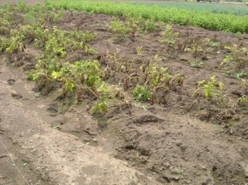 収穫適期のジャガイモ畑