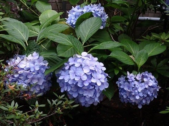 「紫陽花」の季節です！