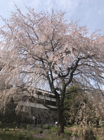 満開時の写真「府中市東郷寺のしだれ桜(枝垂れ桜)開花状況、見頃の情報」