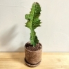 802PLANT SHOP おすすめ植物 ユーフォルビア グランディアラータ 高さ40cm 横15cm 珍奇植物 さぼてん 多肉 八王子 |  802SKY STATIONのニュース | まいぷれ[八王子市]