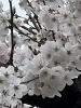 image.php?id=2434311&p=shopn&s