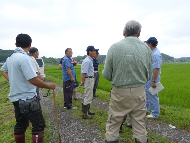 JAなめがた　《米作り研究会》のみなさんの水田へ行き、稲の生育状況を確認してます。