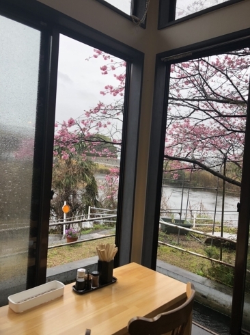 「桜が咲きました　うどん葉月　岡山市東区神崎町」