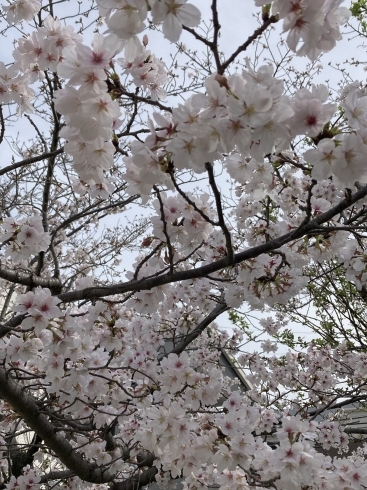 桜が綺麗です「3月27日(月)定休日の為お休みです」