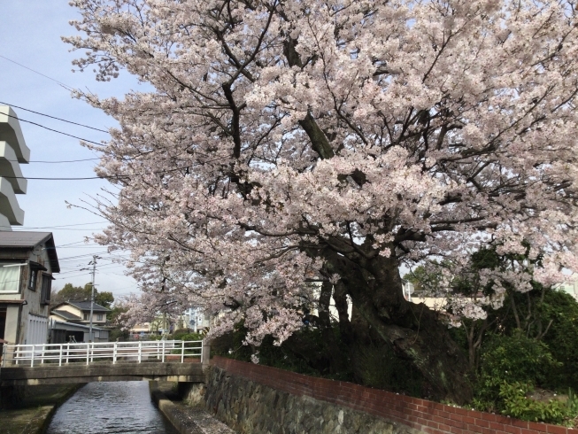 「加茂川の桜がきれいです！」