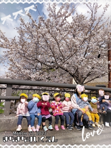 「桜とお写真♡【交野市・小規模保育園】」