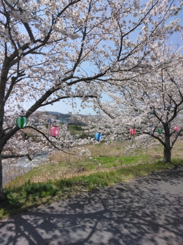 桜「暖かくなりました。お弁当のからあげ金と銀は甲賀市にあります。」