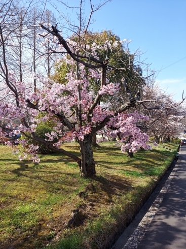 近くに、綺麗な桜が咲いてました。「一年生になったら～♪」
