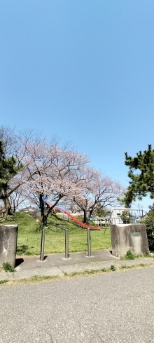「3/28 桜開花情報【青海 イカリ公園】」