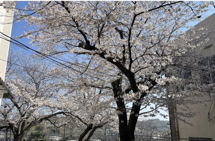 「桜満開」