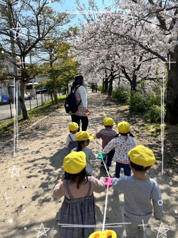 桜が満開で綺麗でした♡「今日もぽかぽかいい天気♡【交野市・小規模保育園】」