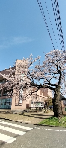 「3/28 桜開花情報【糸魚川 市民会館】」