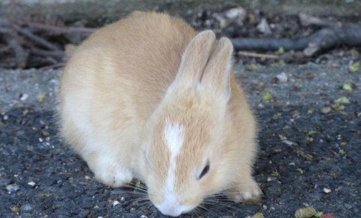 大久野島に着くとすぐに大小さまざまなウサギがお出迎えしてくれます。
