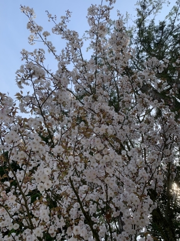 桜が満開です。不倫は満員です。慰謝料は満額です。「ゴールデンウィークは突然に！　　毛利☆探偵事務所　in 愛媛」