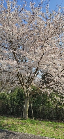 桜が満開「新年度スタート　京王八王子駅すぐ　クラシックバレエ」