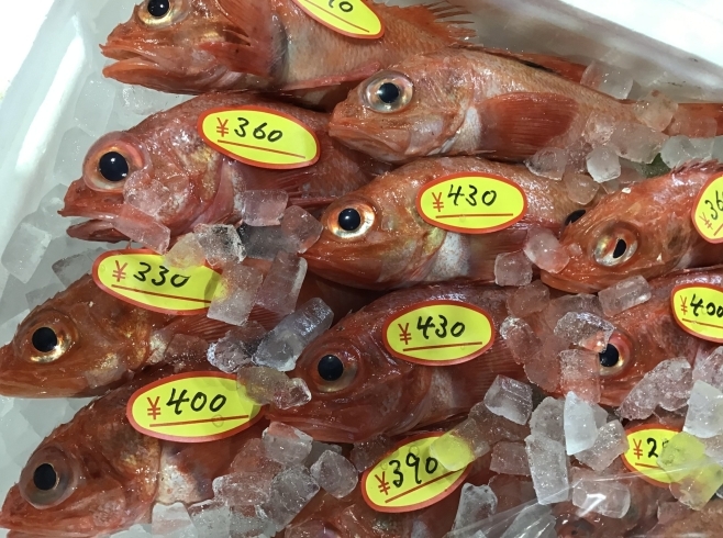 「魚魚市場鮮魚コーナーおすすめは「キンキ」です♪」
