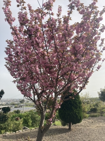 八重桜も満開です「八重桜」