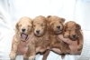image.php?id=2451866&p=shopn&s