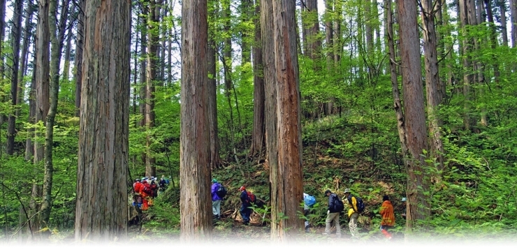 「赤沢自然休養林2023年シーズンは４月29（土・祝）に開園予定【上松町役場　赤沢自然休養林オープン情報】」