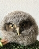 フクロウの剥製 コノハズク 約30cm フクロウの剥製 コノハズク 約30cm インテリア小物