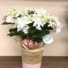 image.php?id=2462237&p=shopn&s
