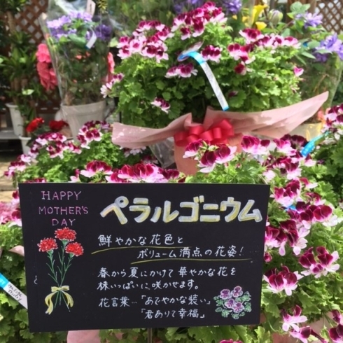 ペラルゴニウム　鉢植え「♬ 母の日フラワーギフト ♬」