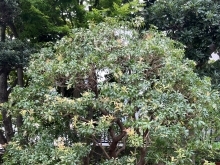 庭の手入れ。アセビの剪定。横浜市磯子区、金沢区。植木、造園、庭のご相談は庭一。