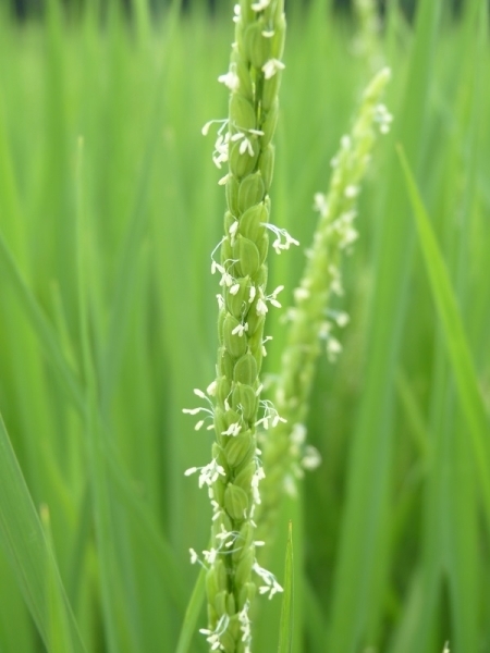 なかなか、見ることが出来ない稲の花です。白く見えるのは「おしべ」です。