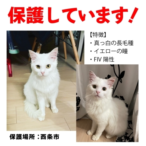 「【新居浜市】子猫の里親募集のお知らせ！」