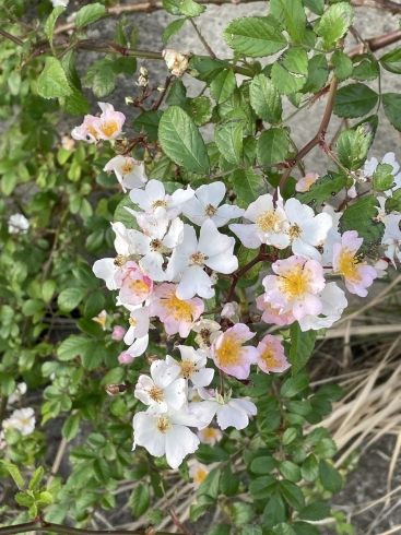 野茨（ノイバラ、野ばら）がいい匂いで咲いていました「野茨（ノイバラ）がいい匂いで咲いていました、初夏ですね」