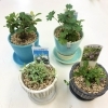山野草、食虫植物、ホワイトセージなど入荷しております。 | casa