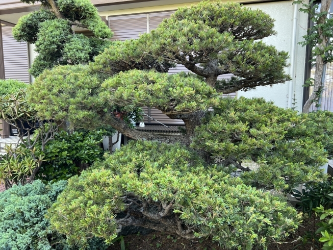 五葉松、剪定後「庭の手入れ。五葉松の剪定。横浜市磯子区、金沢区、植木、造園、庭のご相談は庭一。」