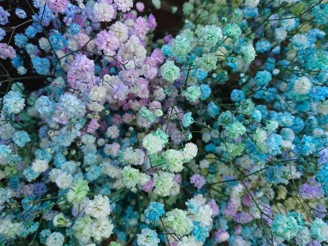 染カスミソウMIX「ニュアンスパステルカラーのカスミソウ！ 花も大きめでドライフラワーや押し花にも最適です」