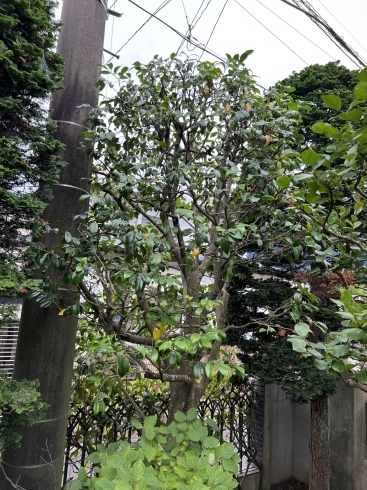 ツバキの剪定例「ツバキはチャドクガ(毛虫)にご注意を！横浜市磯子区、金沢区、植木、造園、庭の手入れのご相談は庭一。」