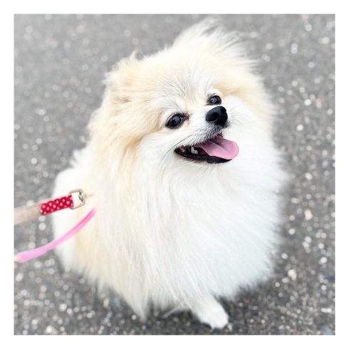 「6月～8月お休みご案内★新潟市犬の保育園♪犬のトリミングHappyTail」