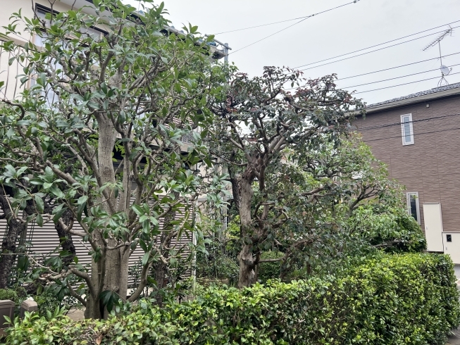施工後「庭のお手入れ。植木剪定、造園のご相談は庭一。横浜市磯子区、金沢区」