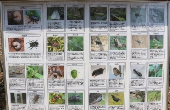 （カブトムシ、クワガタ、各種セミ、トンボ類、モグラ、スズメ、キジ、ヤモリ、イモリ、カタツムリ等）