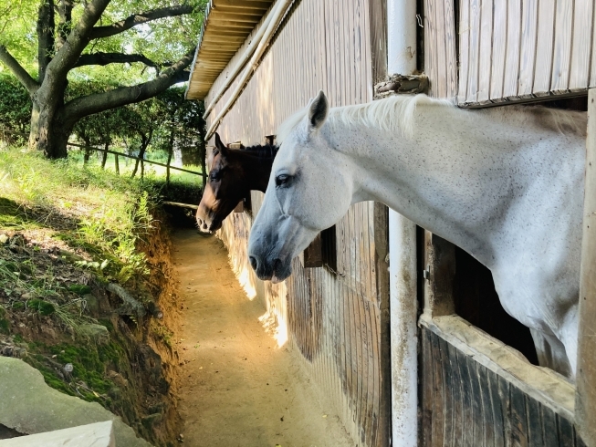 窓から風に癒されている馬たち「馬の癒し」