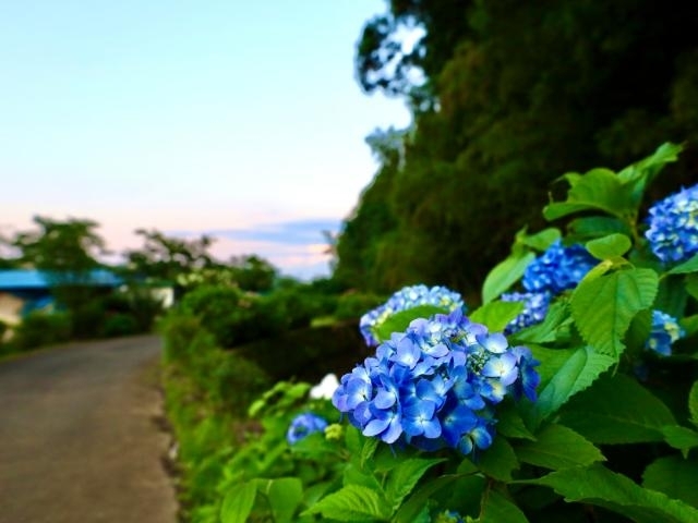 小道沿いにアジサイが咲いています