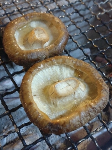 栃木産しいたけ焼き「焼き椎茸」