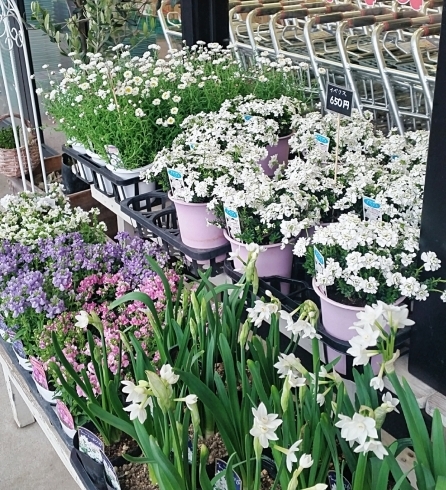 グリーンと相性の良い白い花々「【はなやホック皆生店】セダムやグリーンが豊富にあります。」