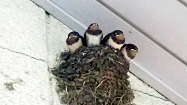 駅の屋根の下、巣の上にずらりと並んだつばくろの子たち。飛び立つ日も近い！？