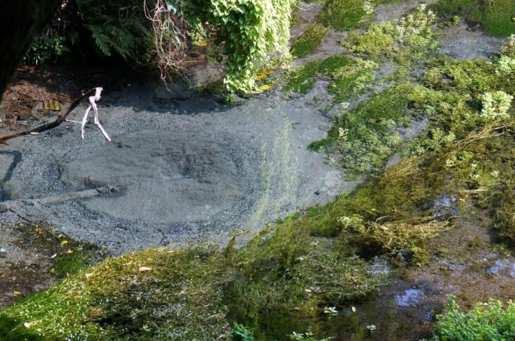 東洋一を誇る清水町柿田川の湧水！　眺めているだけでも、暑さを忘れさせてくれます。