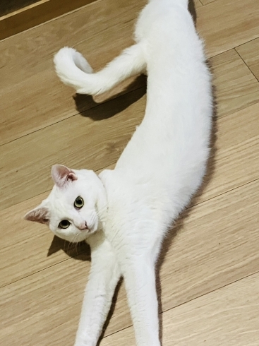 床でゴロンは気持ち良いなぁ〜 ユキちゃん「猫ちゃんは涼み上手！」