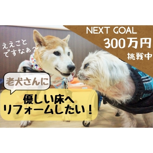 老犬無料デイサービス「クラウドファンディング挑戦中！」